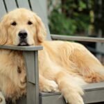 when do golden retrievers stop growing