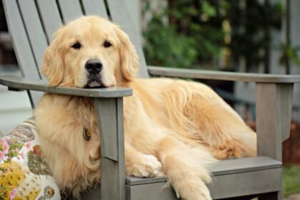 when do golden retrievers stop growing